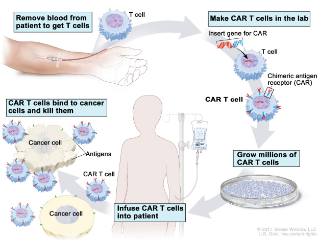car t cell engineering